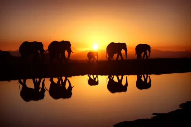 Free-roaming elephants cross five countries within KAZA's 200,000-square-mile ecosystem, following migration patterns uninterrupted by international borders. Photo Credit: Uncover Kavango Zambezi