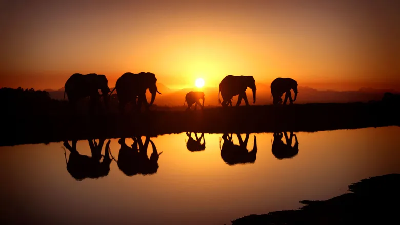 Free-roaming elephants cross five countries within KAZA's 200,000-square-mile ecosystem, following migration patterns uninterrupted by international borders. Photo Credit: Uncover Kavango Zambezi